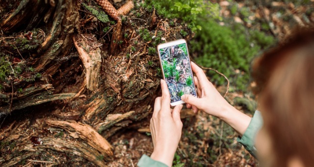 Student holds up phone to identify outdoor plant